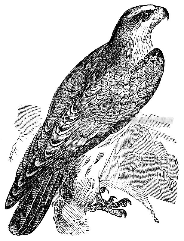 Gyrfalcon Bird (Falco Rusticolus) - 19世纪